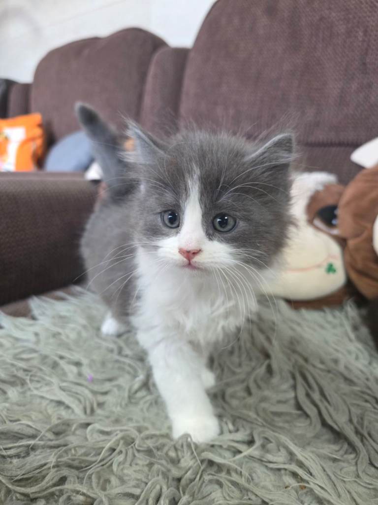 Kittens for sale 