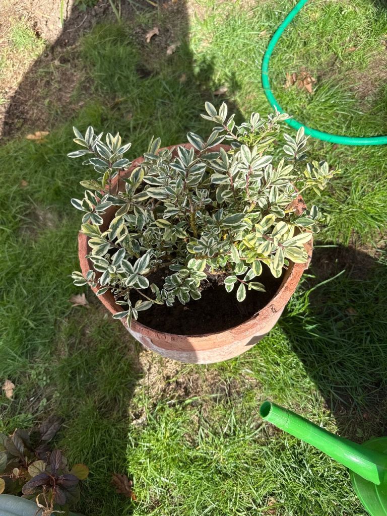 Hebe shrub silver queen. 
