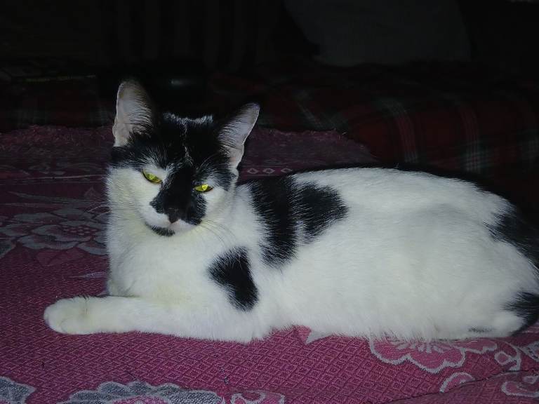 Cat looking for loving home 