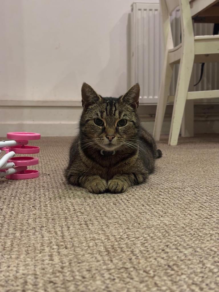 Friendly Tabby Cat Needs Loving Home