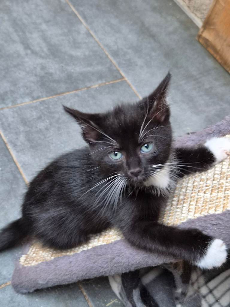 Gorgeous Kittens available 