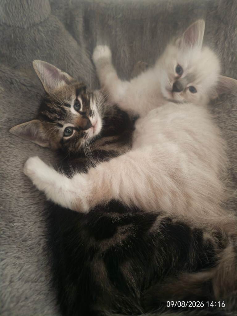 Norwegian forest cat mixes 