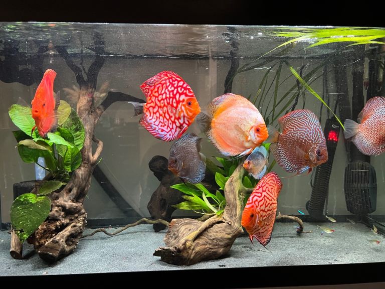 200L Aquarium with full working equipment and Cabinet
