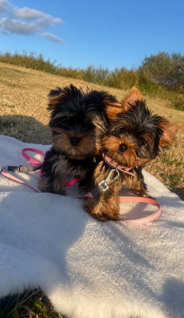 Yorkshire Terrier  puppies