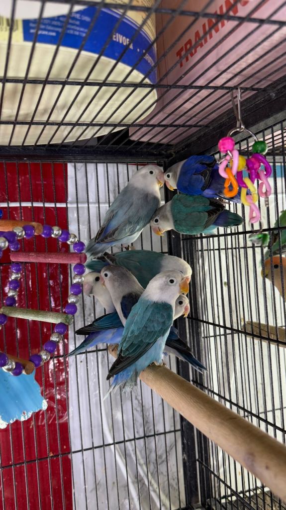 Budgies 