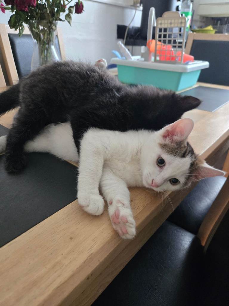 Male & female kitten looking for a new home