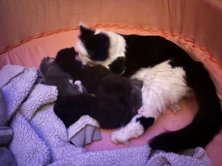 half norwegian kittens 