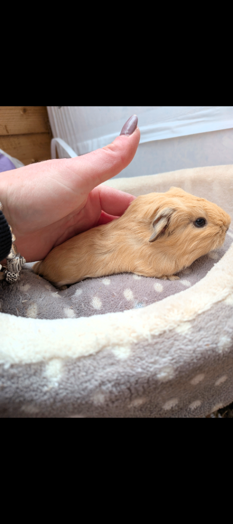 Baby boy guinea pig
