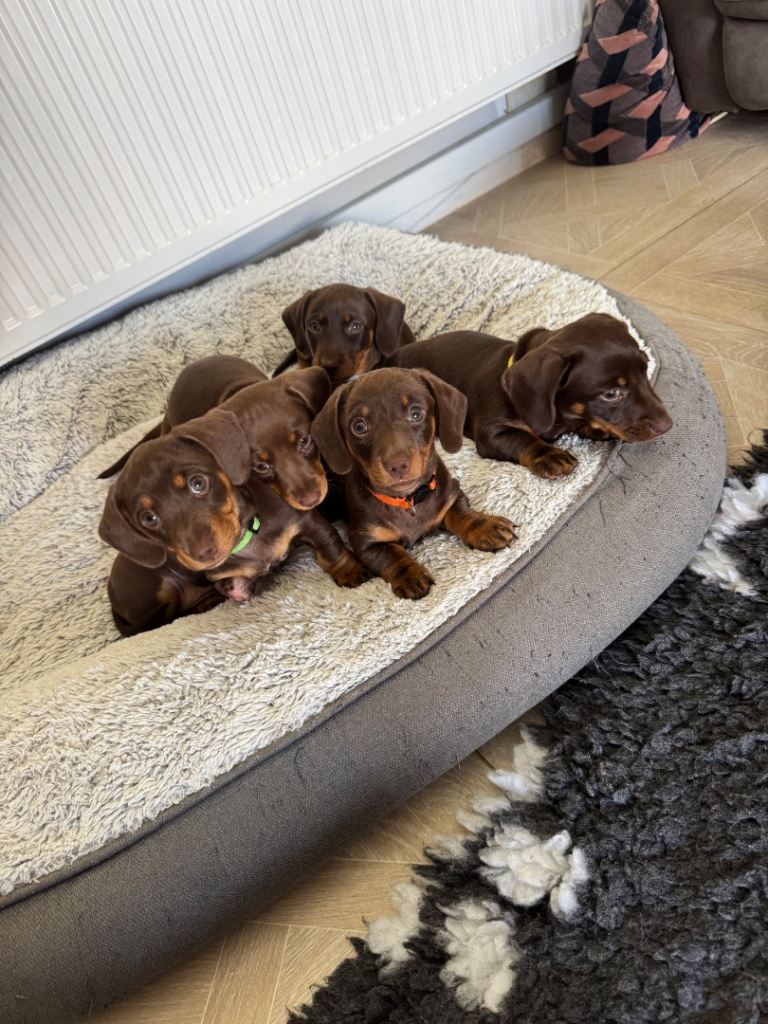 Chocolate and tan miniature dachshund puppies  ready to leave this week! x2 girls left