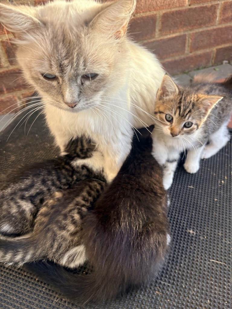 Adorable Ragdoll x Tabby Kittens 🐱✨