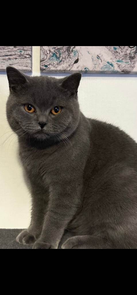 British shorthair male