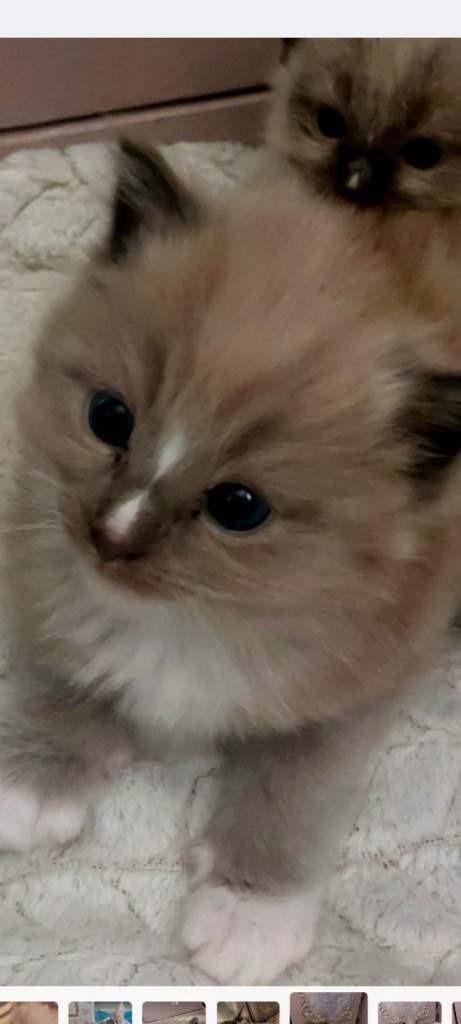 Lovely Ragdoll kittens