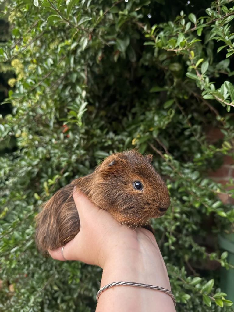 Baby Boy - Guinea Pig 