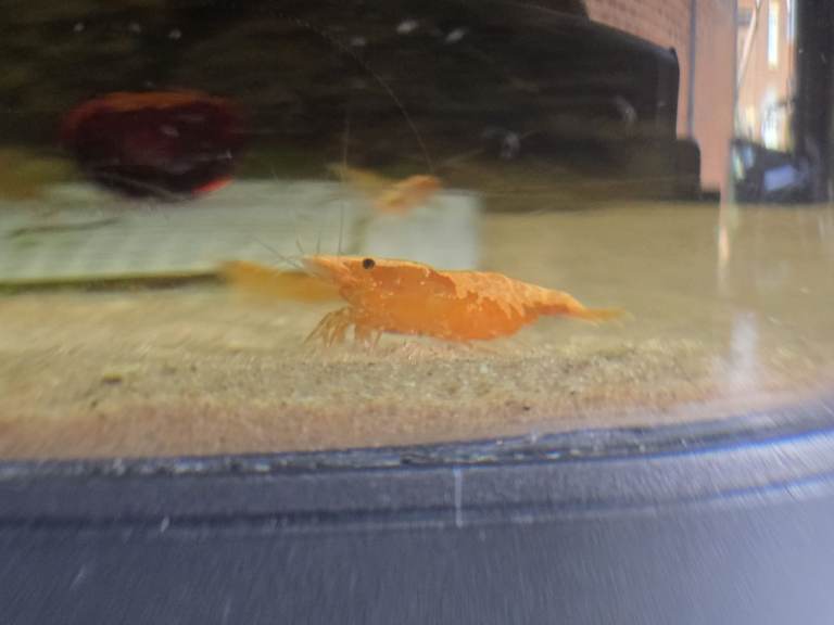 Orange Sakura / Pumpkin Neocaridina Shrimp – Home Bred – Hartlepool