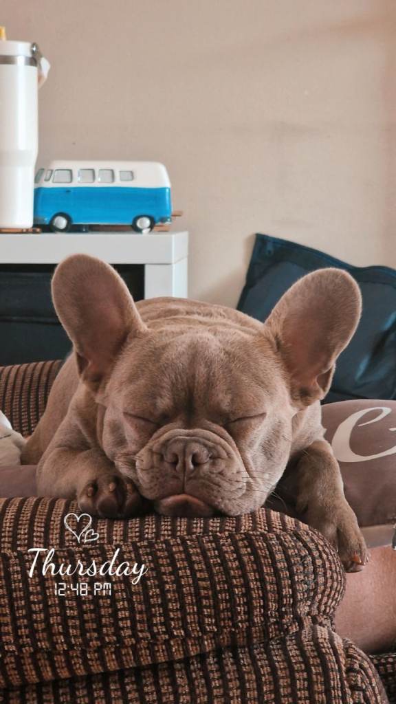 6 month old male frenchie 