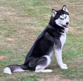 Beautiful Purebred 11 month Siberian Husky Looking for Loving Home with Experienced Owner