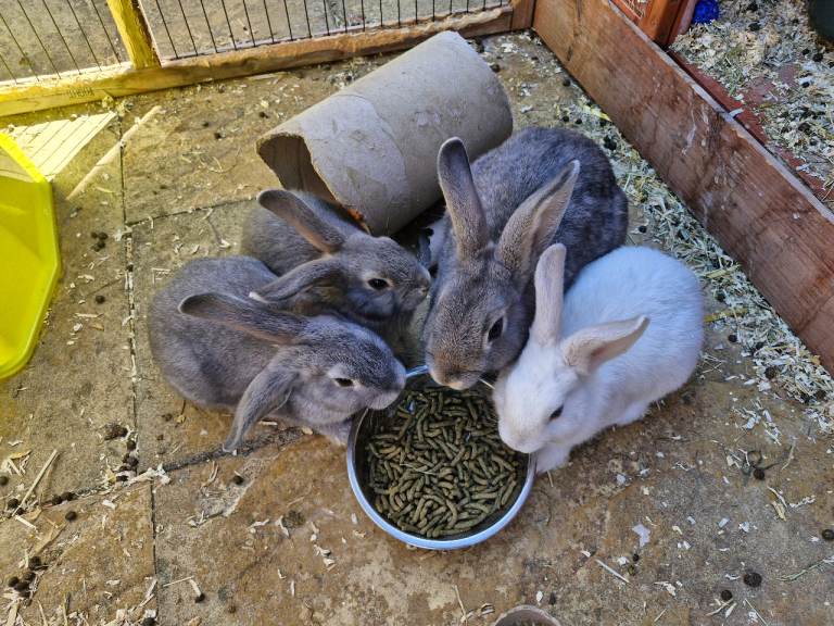 3 boy bunnies left 