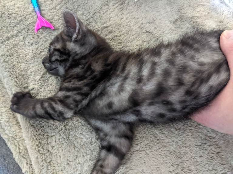 Kitten's 
