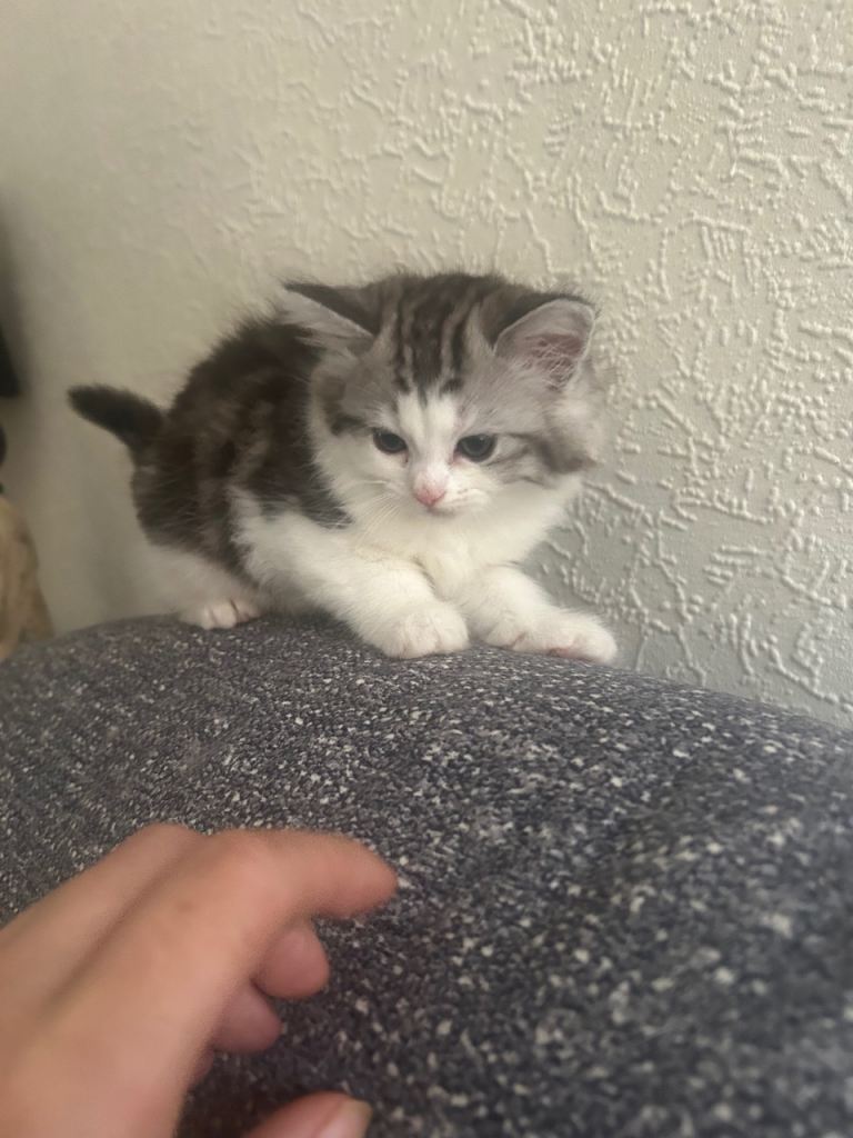 Kittens