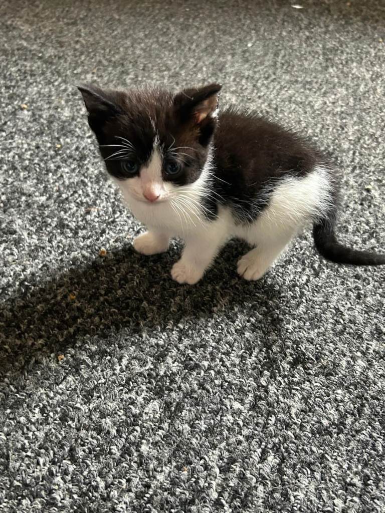 Kittens ready to leave now