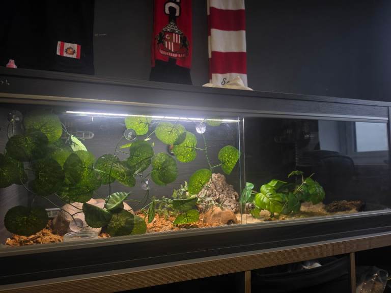 Vivarium for reptiles 