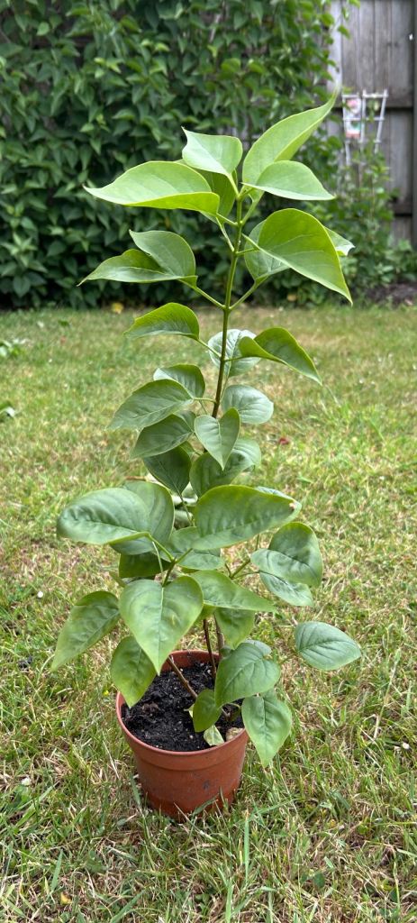 White lilacs various sizes