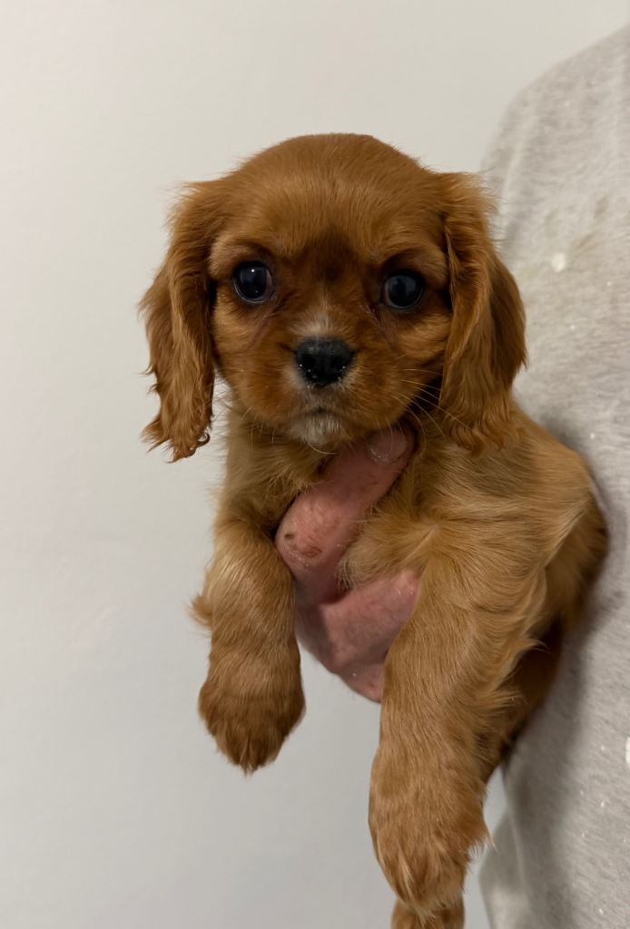 Cavalier pups for sale 