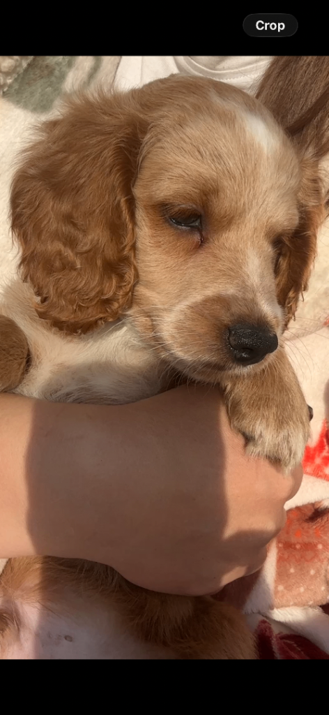 Cockapoo F2 boys ready to leave 