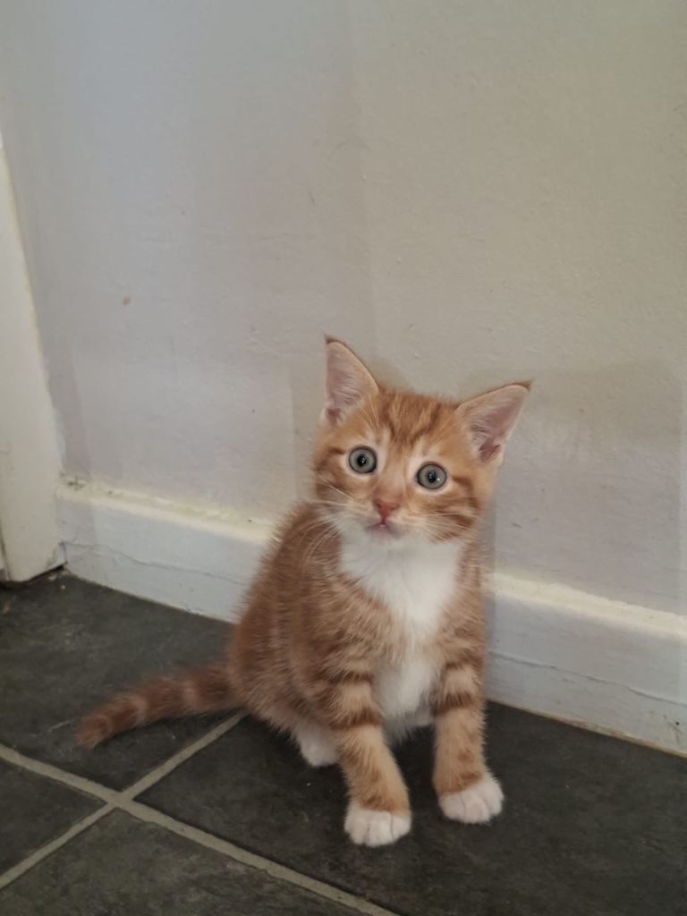 Ginger male kitten