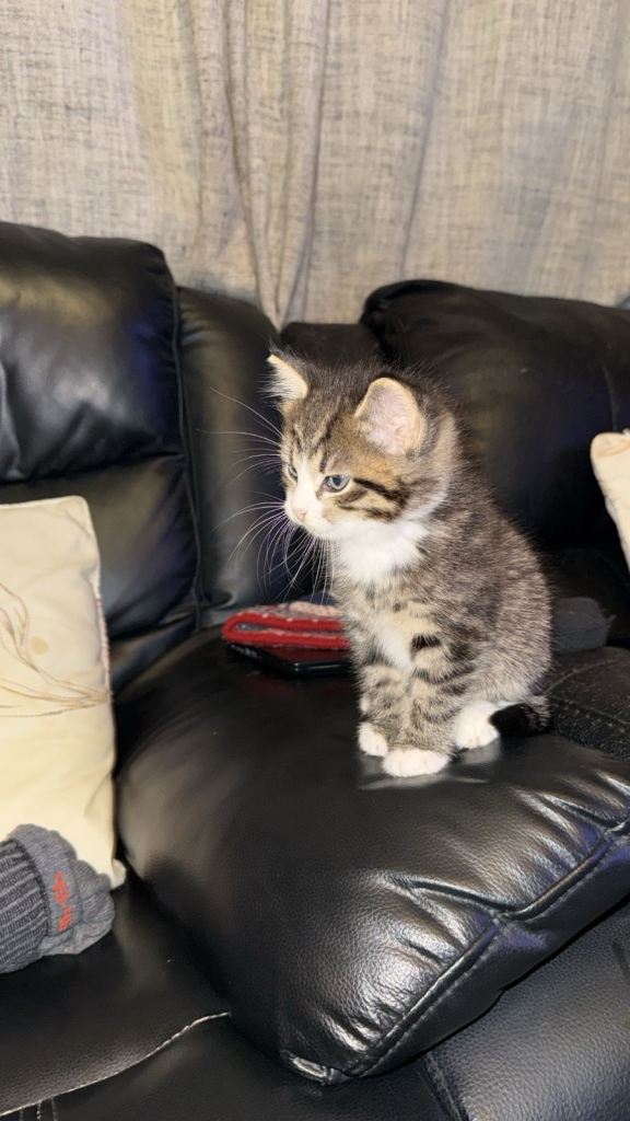 Bengal x ragdoll kitten male
