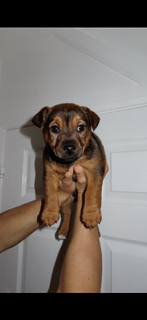 LAKELAND X PATTERDALE PUPPY
