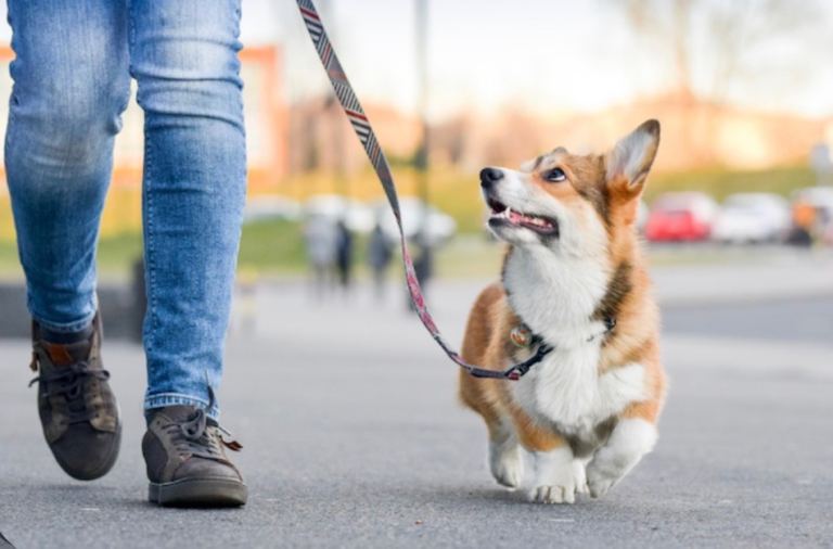 Dog Walker - Camden Town/Kentish Town area