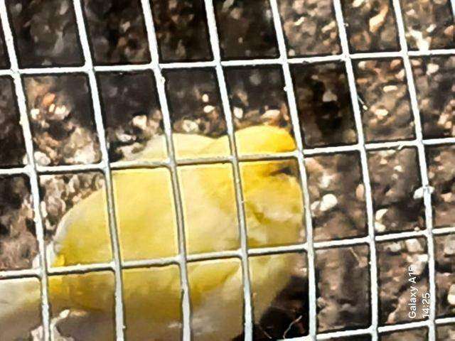 Fife Canaries for Sale, this years young