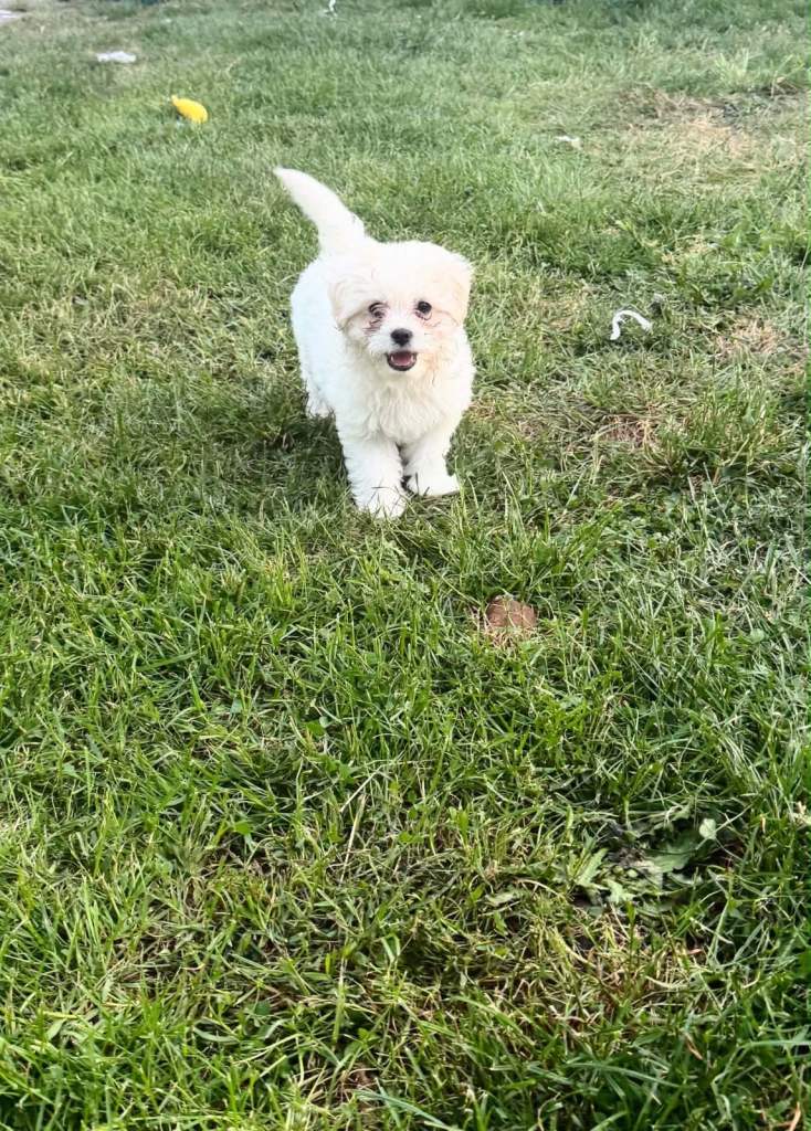 Bichon 
