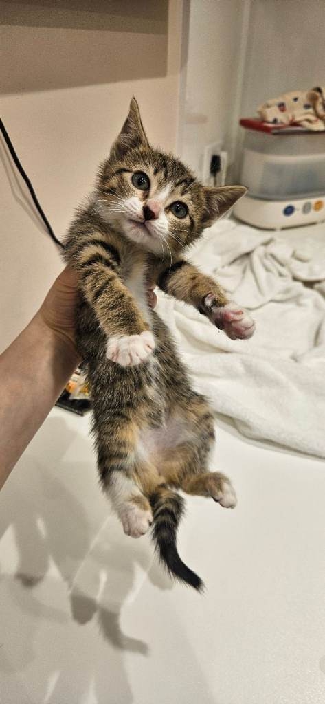 Wonderfull kittens for sale 