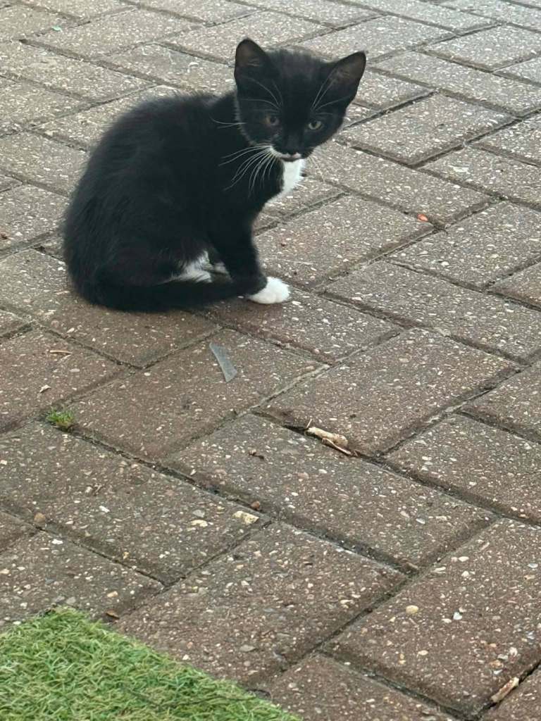 Kittens