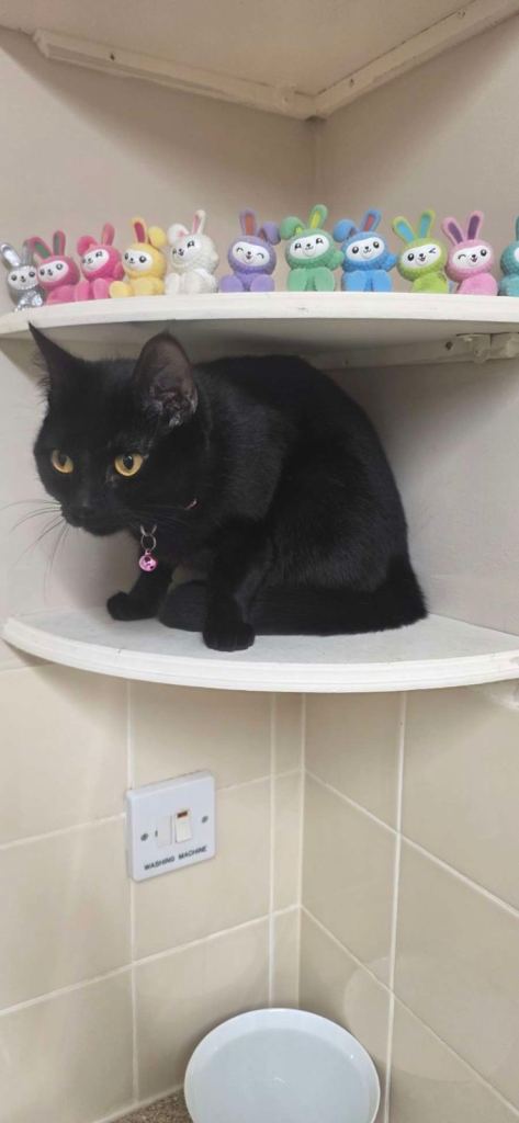 1 year old Luna for sale 