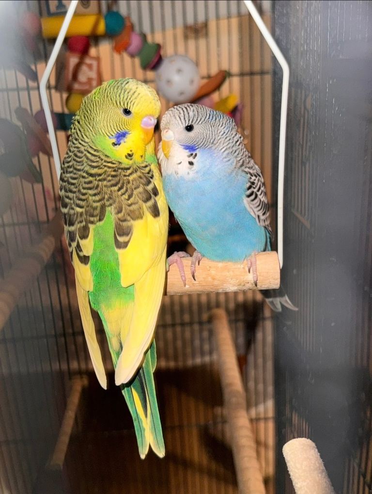 Beautiful 2 budgies with large cage