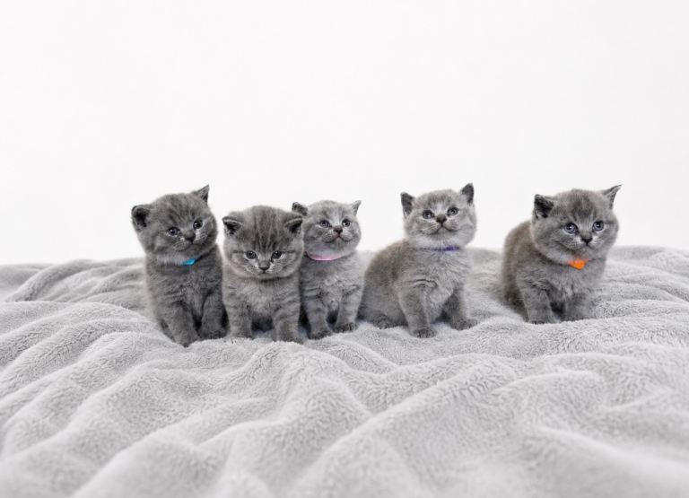 British short hair kittens ready in a week!