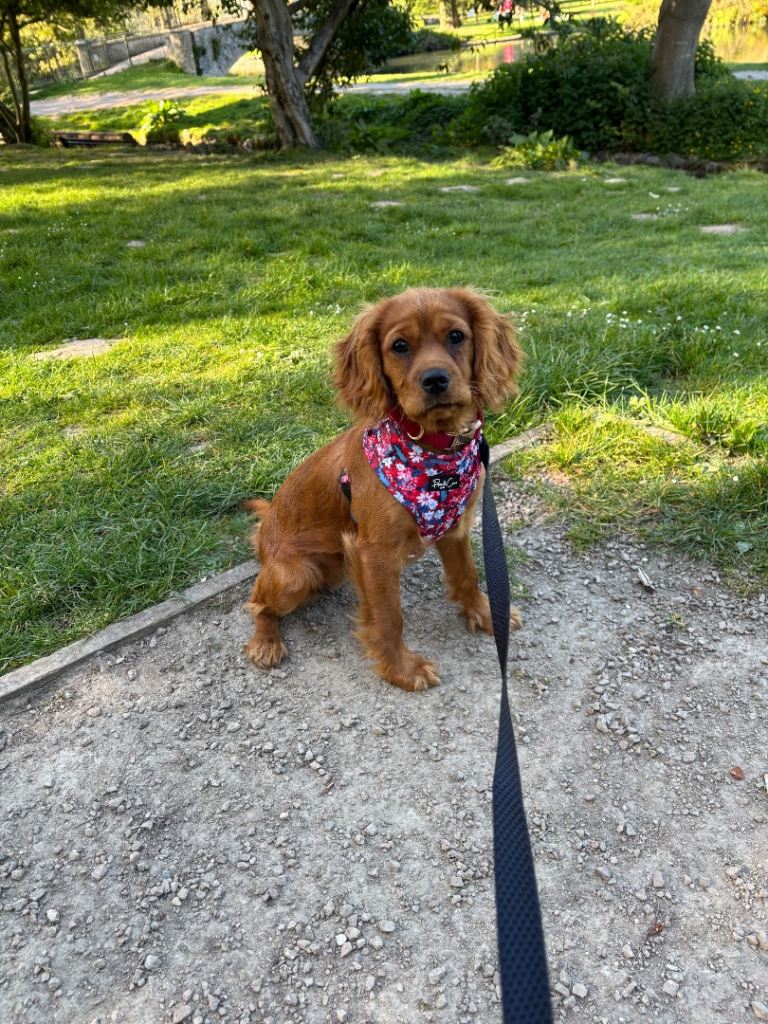 Poppy 6 month old cavalier King Charles 
