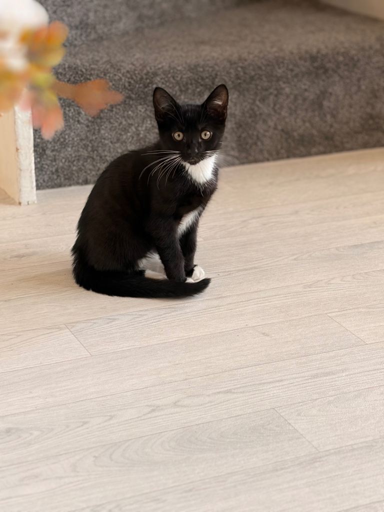 Kitten for sale 