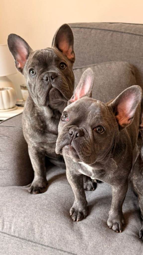 French bulldog puppies 1 girl. 1 boy blue