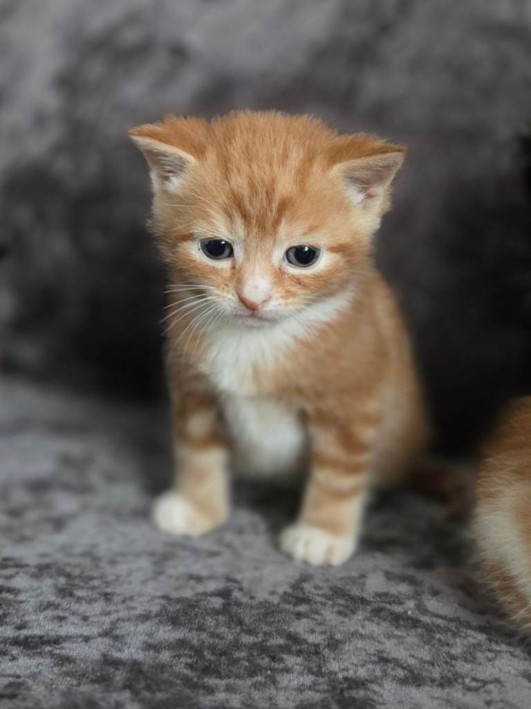Beautiful kittens 😸 😍 