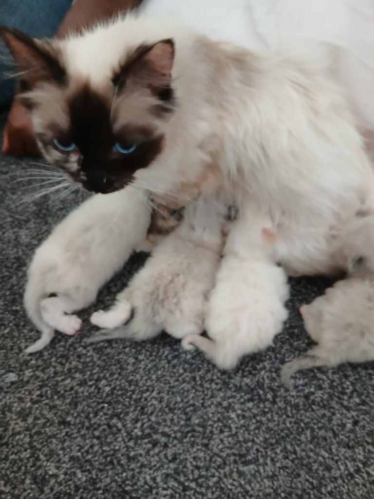 Ragdoll Kittens