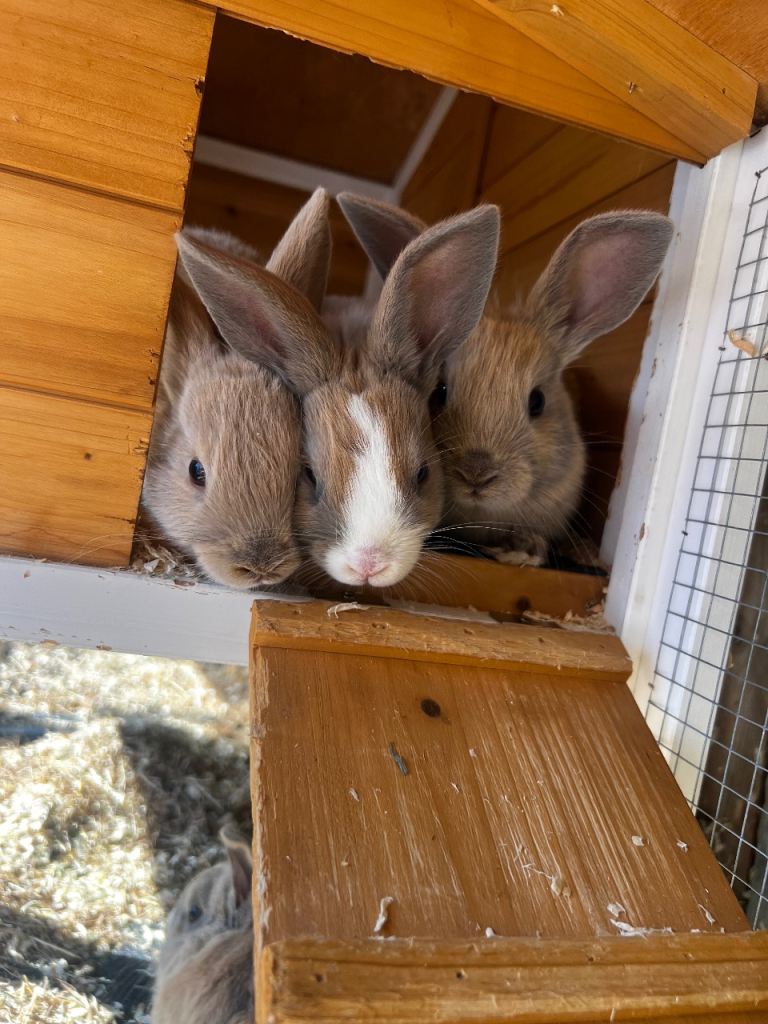 Bunnies 