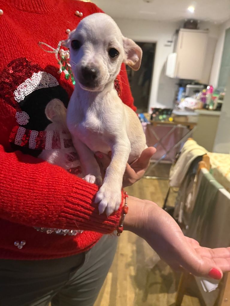 Mix chihuahua and Yorkshire terrier 