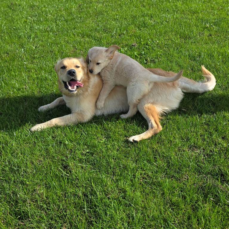 Golden retriever pups very lovable pups
