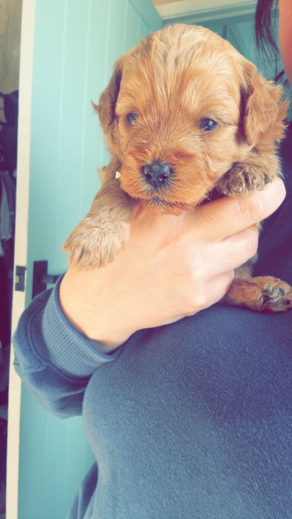 Cavapoo f2 pups
