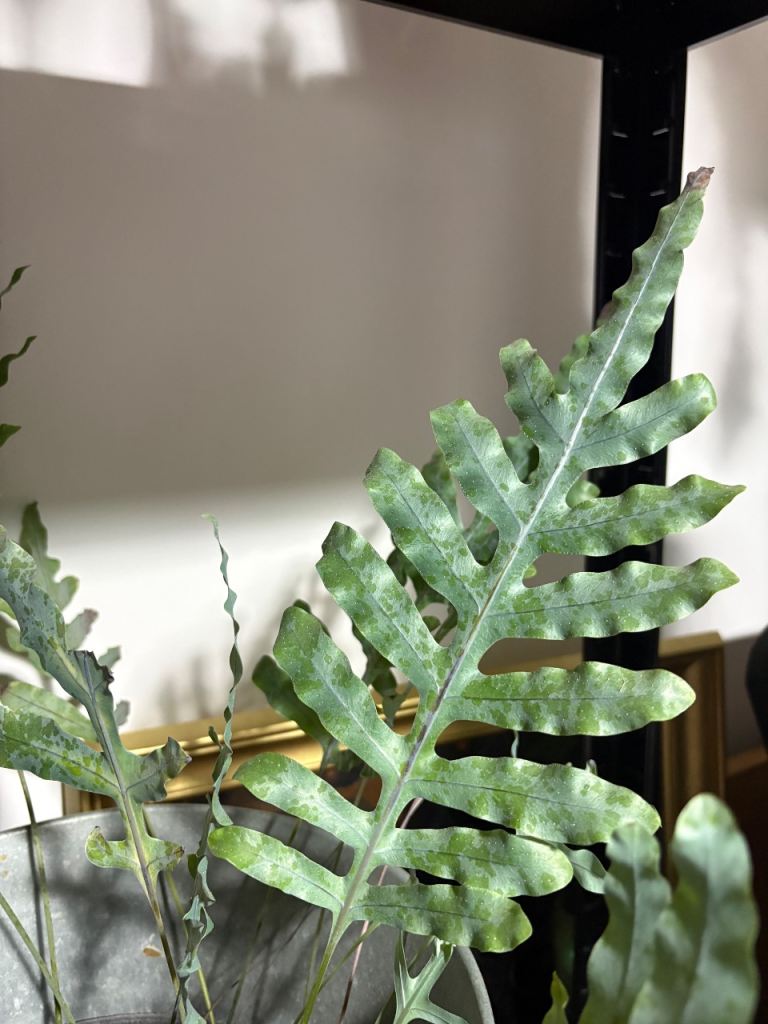  Blue Fern Plant
