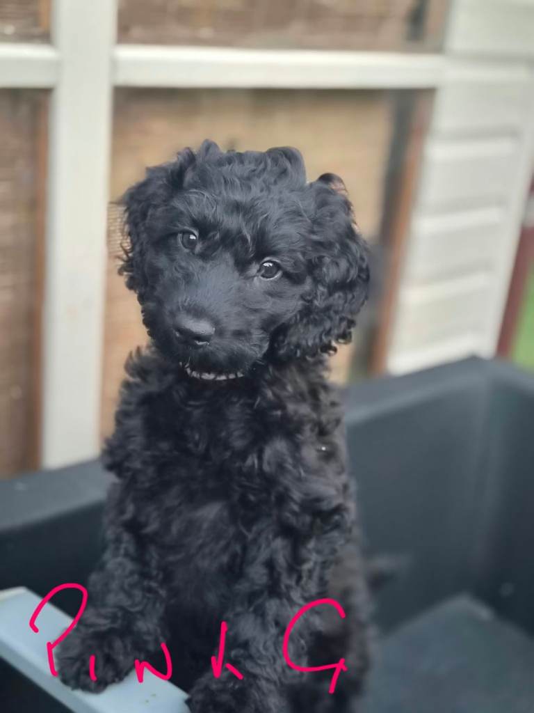 4 Cockapoo puppies 